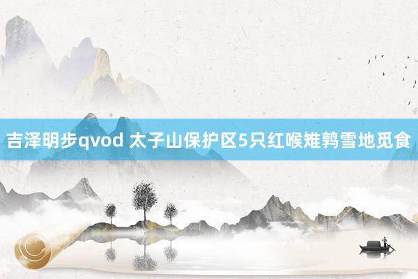 吉泽明步qvod 太子山保护区5只红喉雉鹑雪地觅食